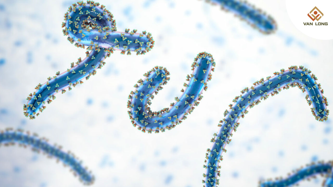 Bệnh virus Marburg là gì