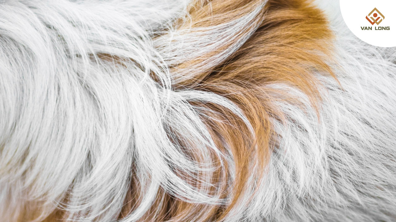 Thú cưng – bạn thân nhưng cũng là “nguồn dị nguyên”